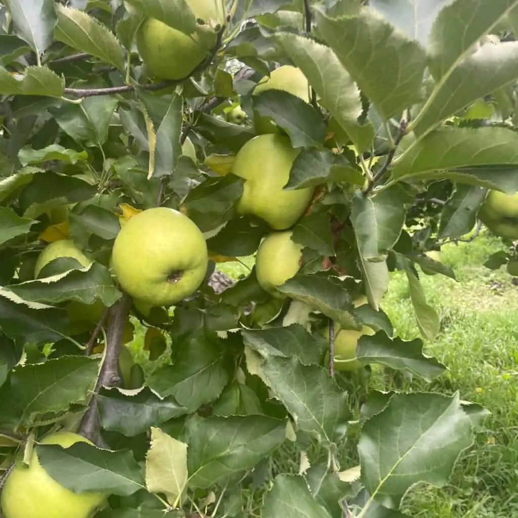 McIntosh Apple Tree loaded with Apples